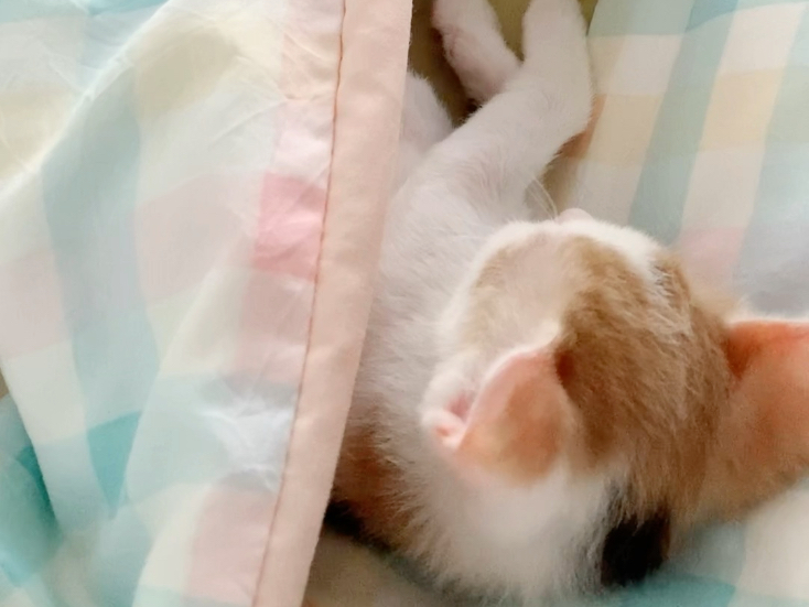 算了～跟你们不养猫的人是说不清楚的