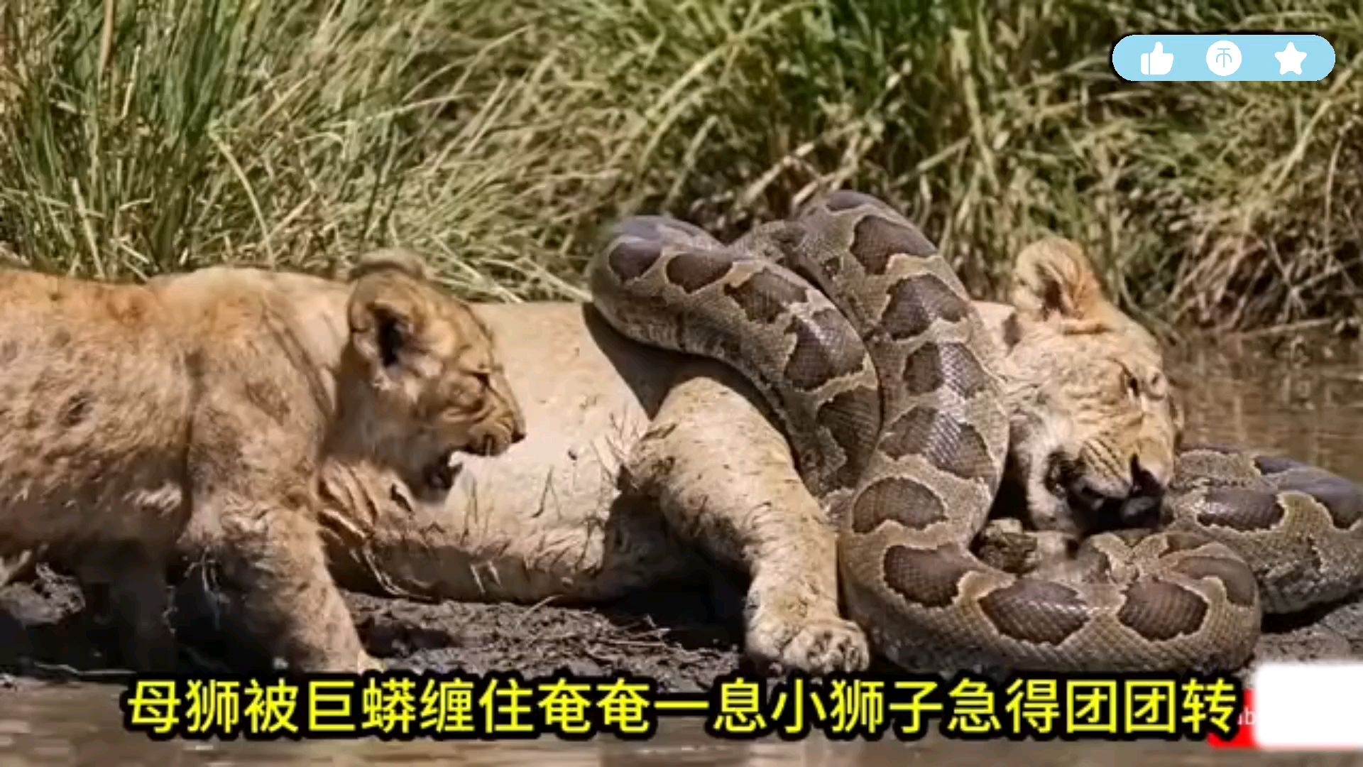 狮妈妈被鲁莽缠住，幼狮急得团团转。求人帮忙解救妈妈。