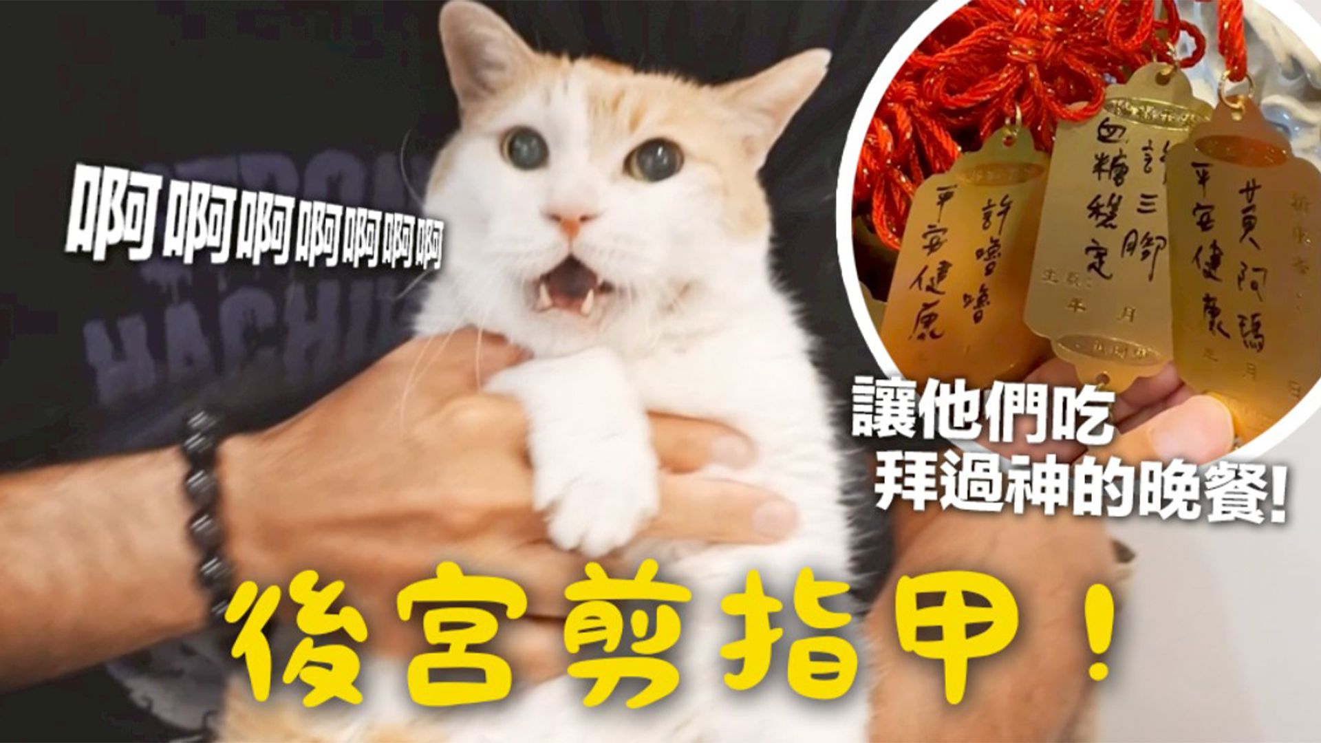 【黃阿瑪的日常】後宮剪指甲！讓他們吃拜過神的晚餐！