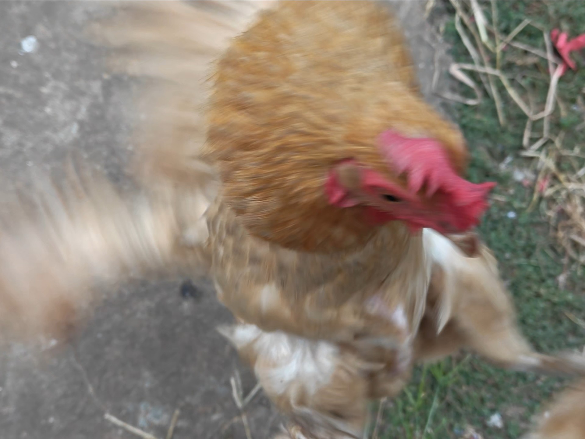 小鸡：这肥鸡今天咋这么厉害了