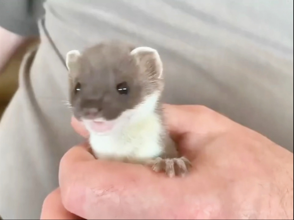 比你想象中更可爱的动物