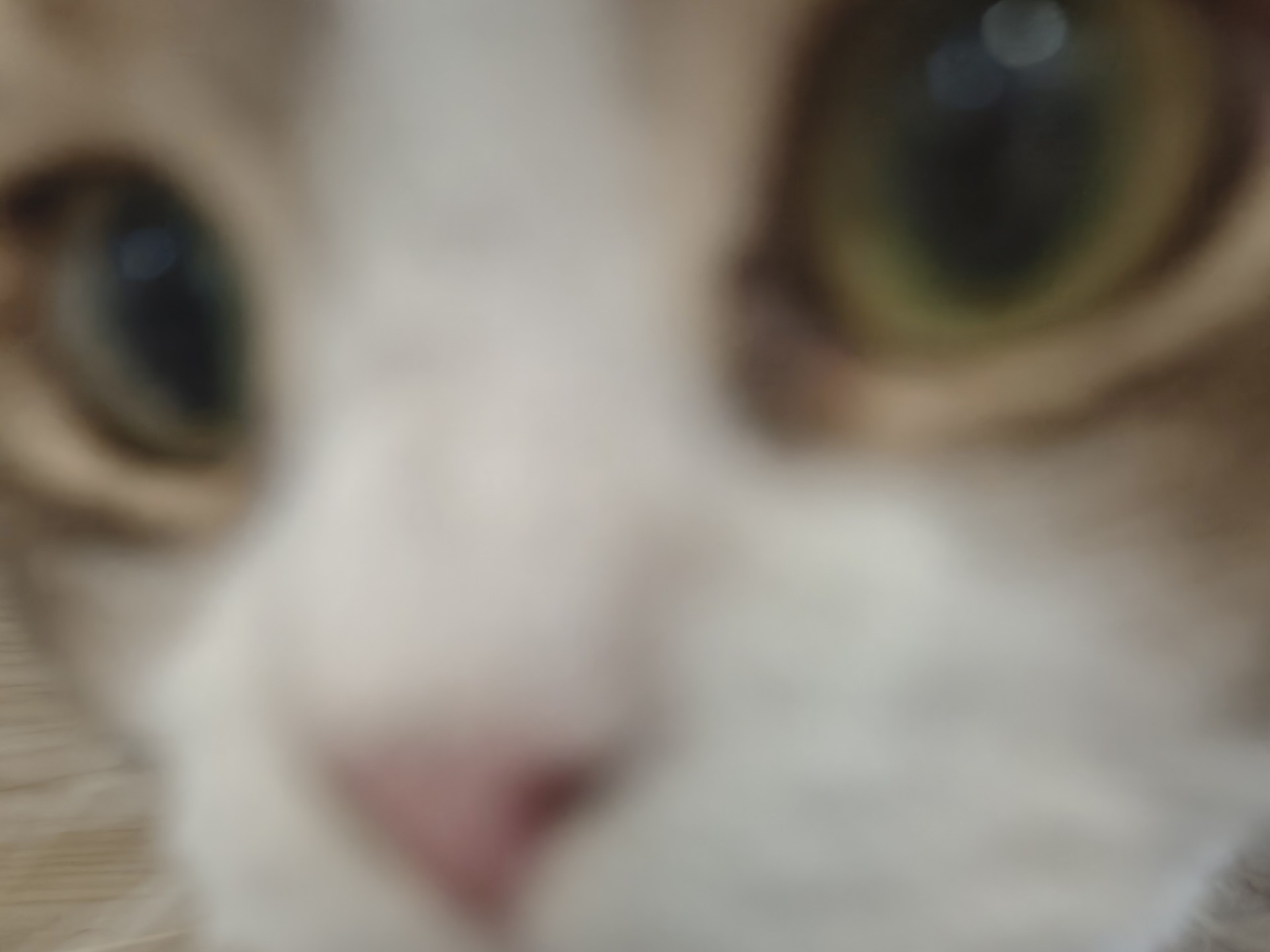 我有一个开了八年的流浪动物救助猫咖