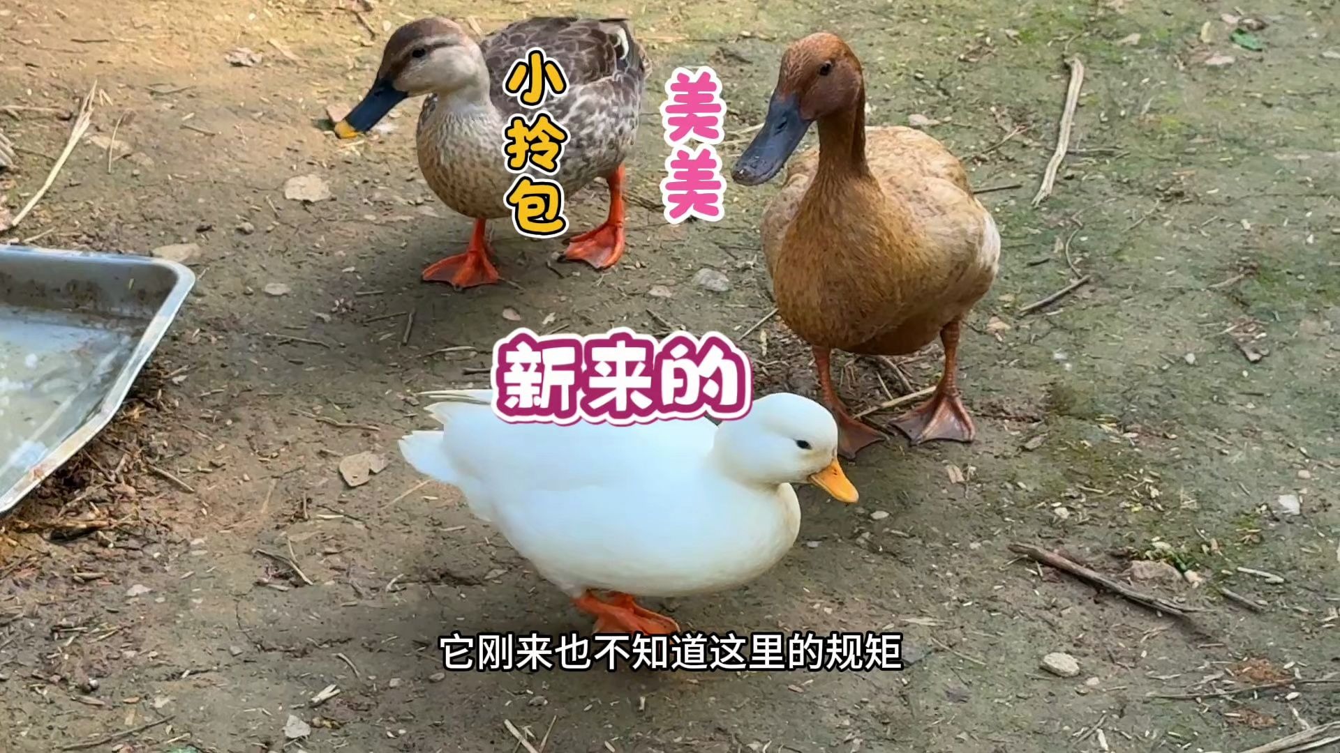 网友送来一只鸭子，怎么也融入不了鸭群，却给大爷带来了惊喜