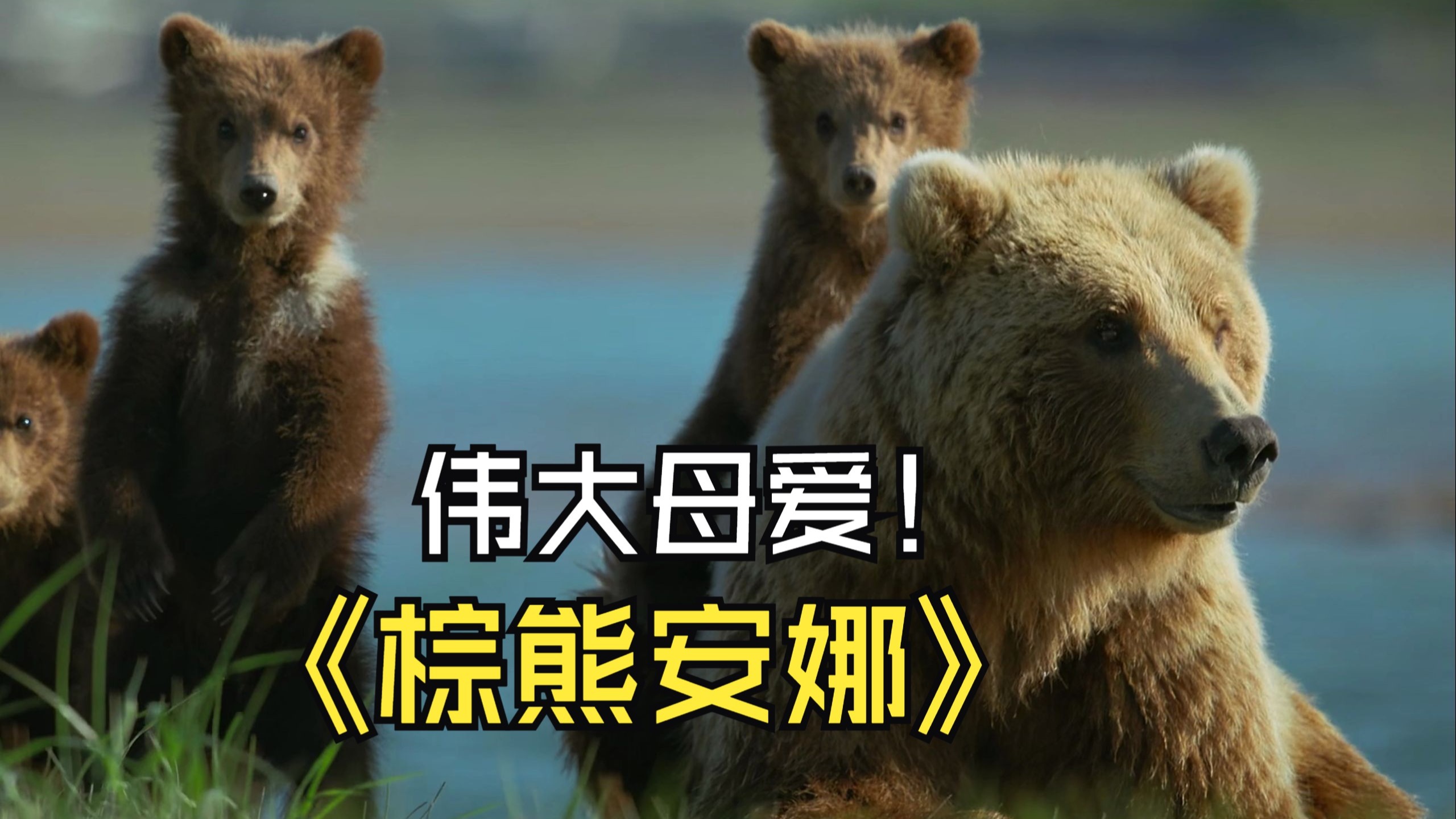 棕熊妈妈哺育幼崽的艰难之路，安娜如此坚强！