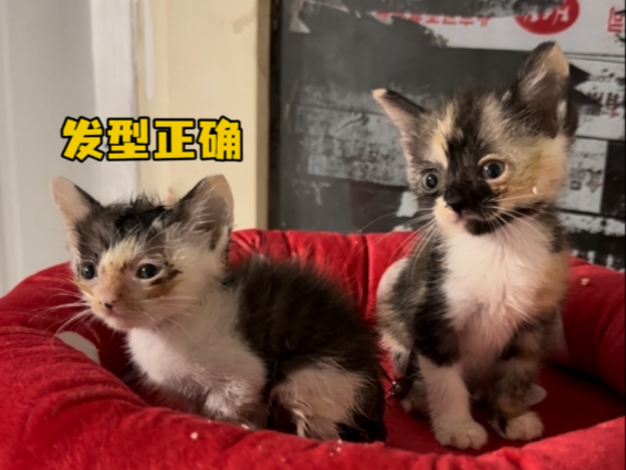 捡到了陶喆猫时候