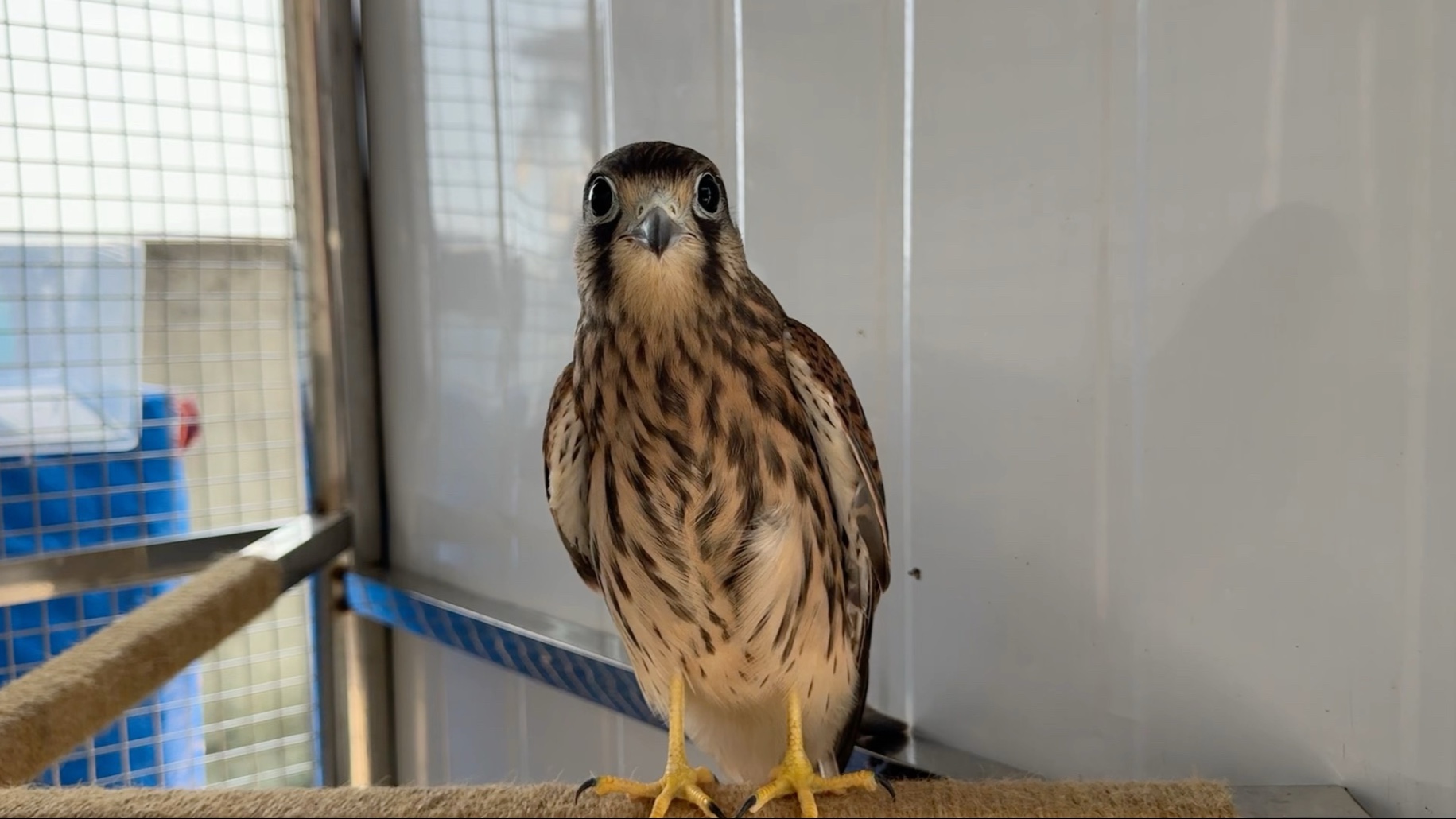 突然这么主动我有点接受不了啊