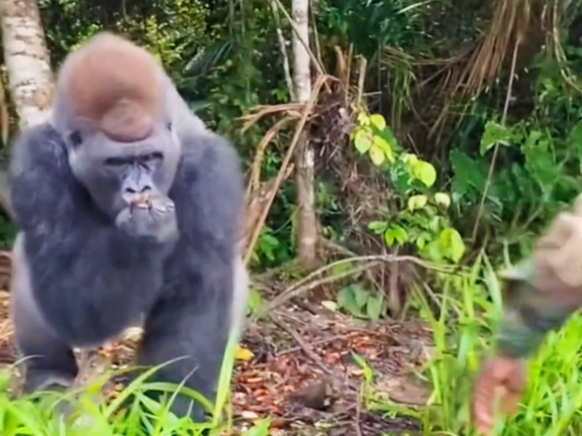 #萌宠解说宠物来袭