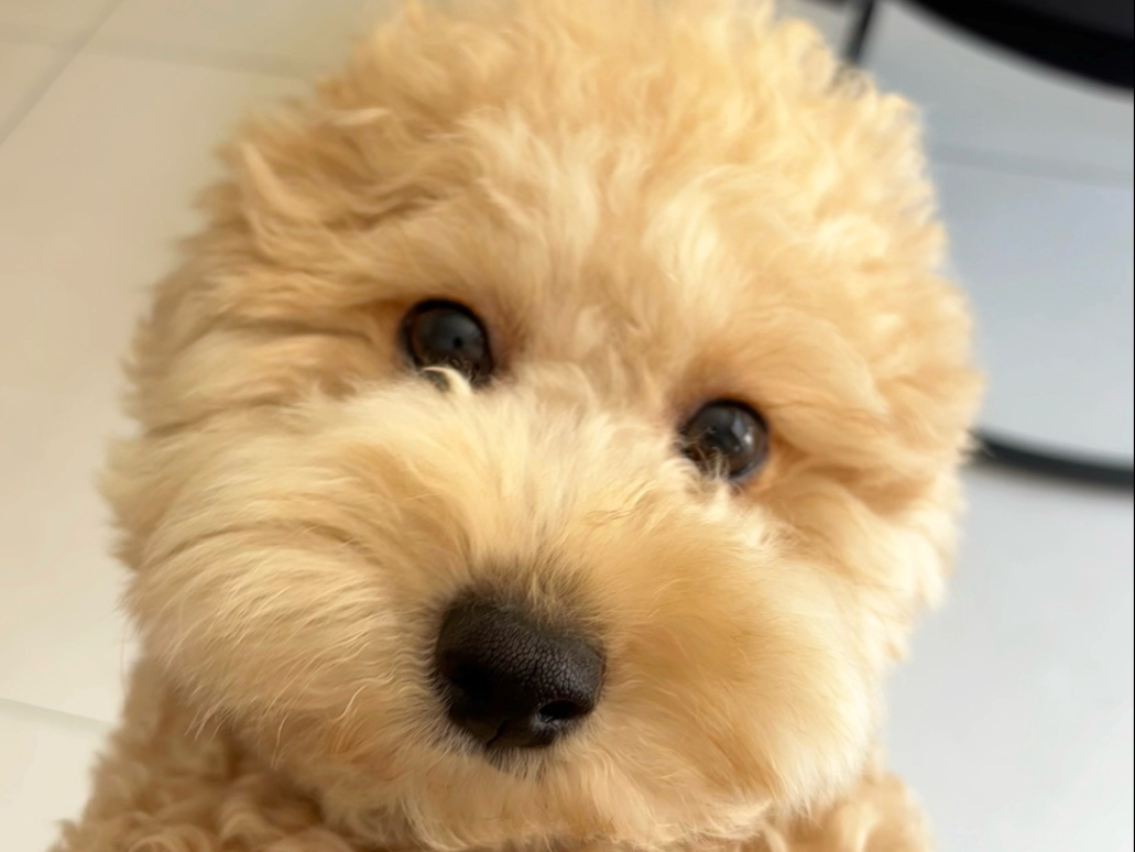 跟小狗聊天我能说一天！