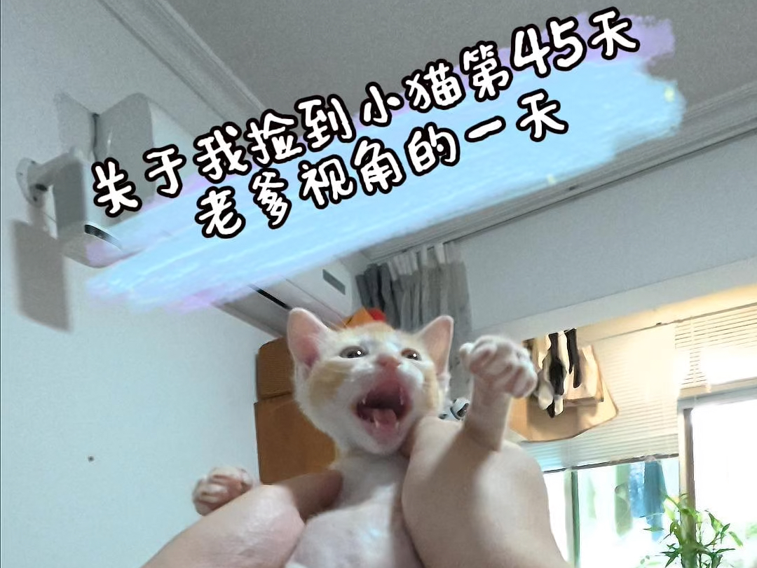 关于我捡到小猫第45天-老爹视角的一天