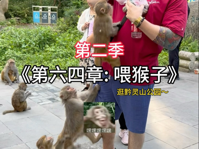 《带外国人投喂贵州猴子的一天》