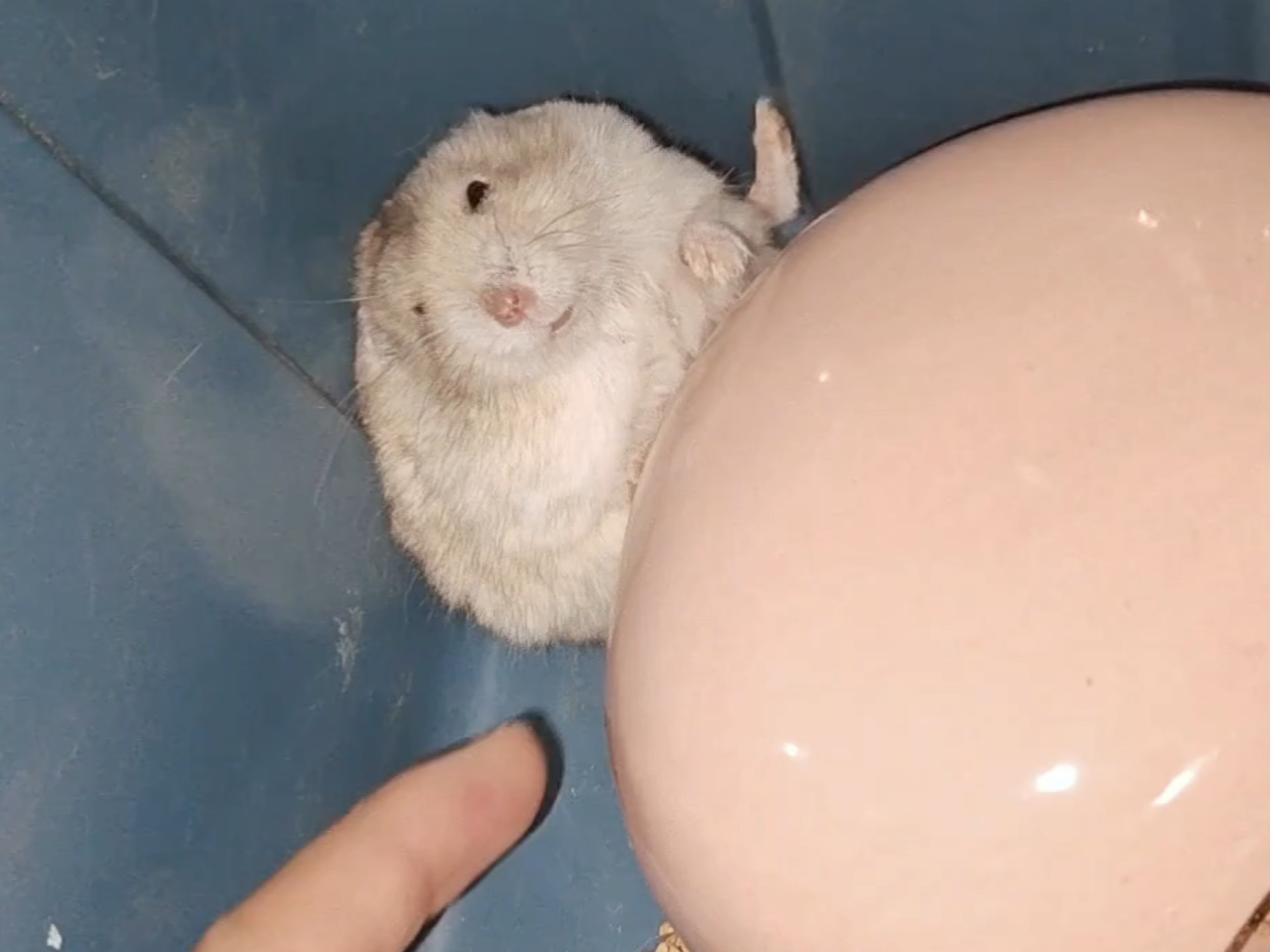 摇醒睡晕的小猪
