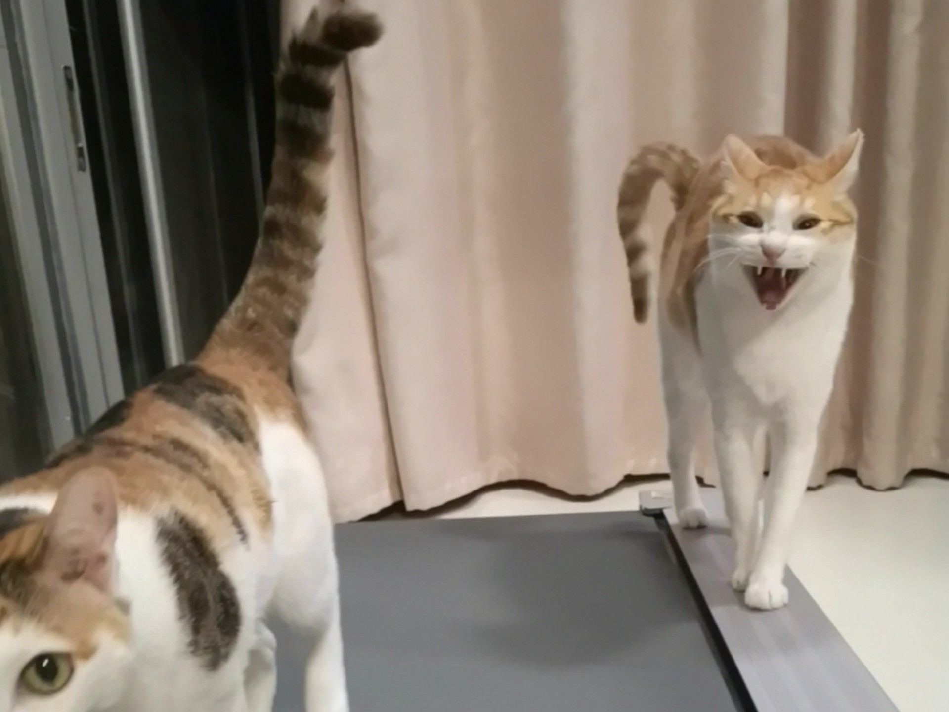 橘猫：没睡醒但是尽力了，你将就看看