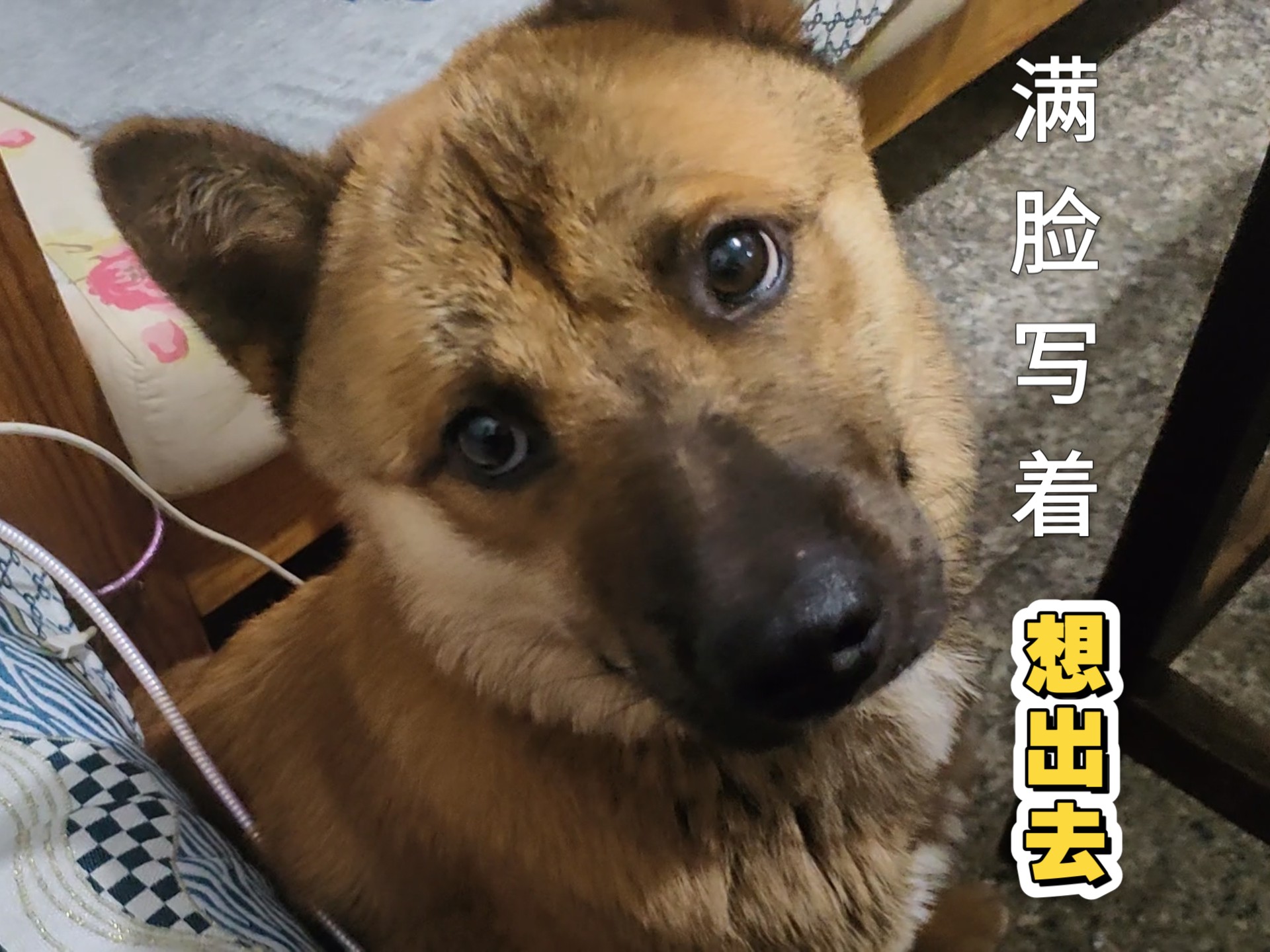 放我出去！ 撒个娇。 不！硬汉绝不撒娇！