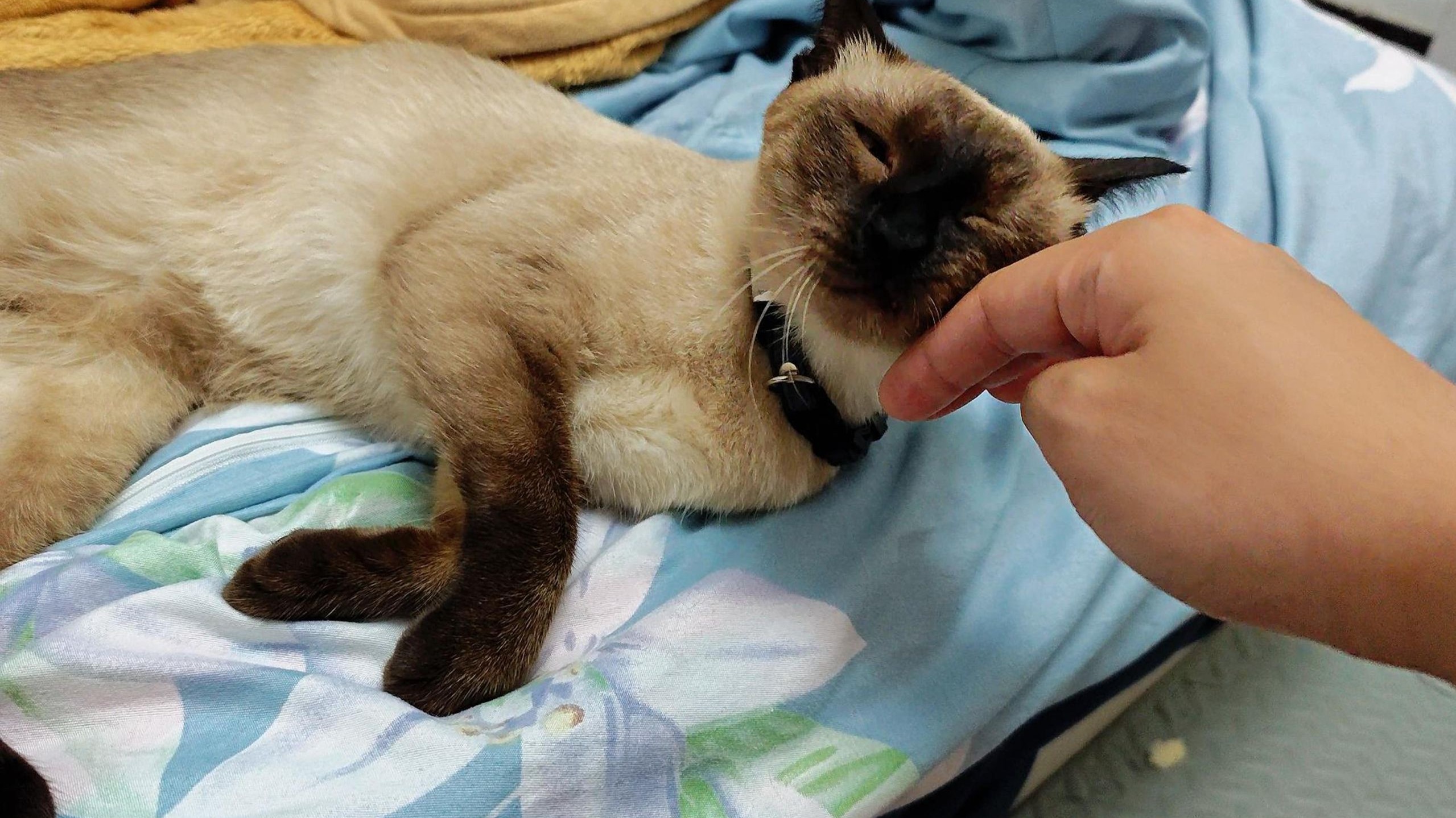 牢大你不盘窝，窝就探头盘你喵