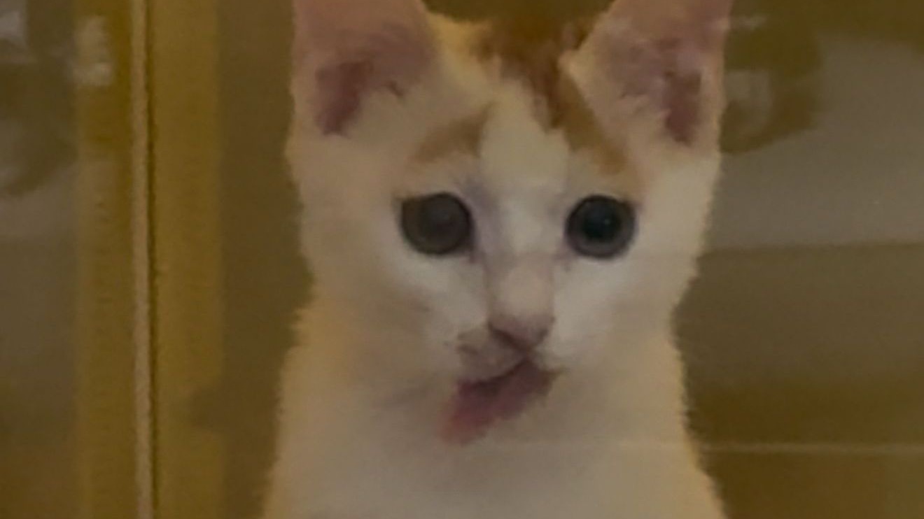 哥们到家第一天，见面原住民