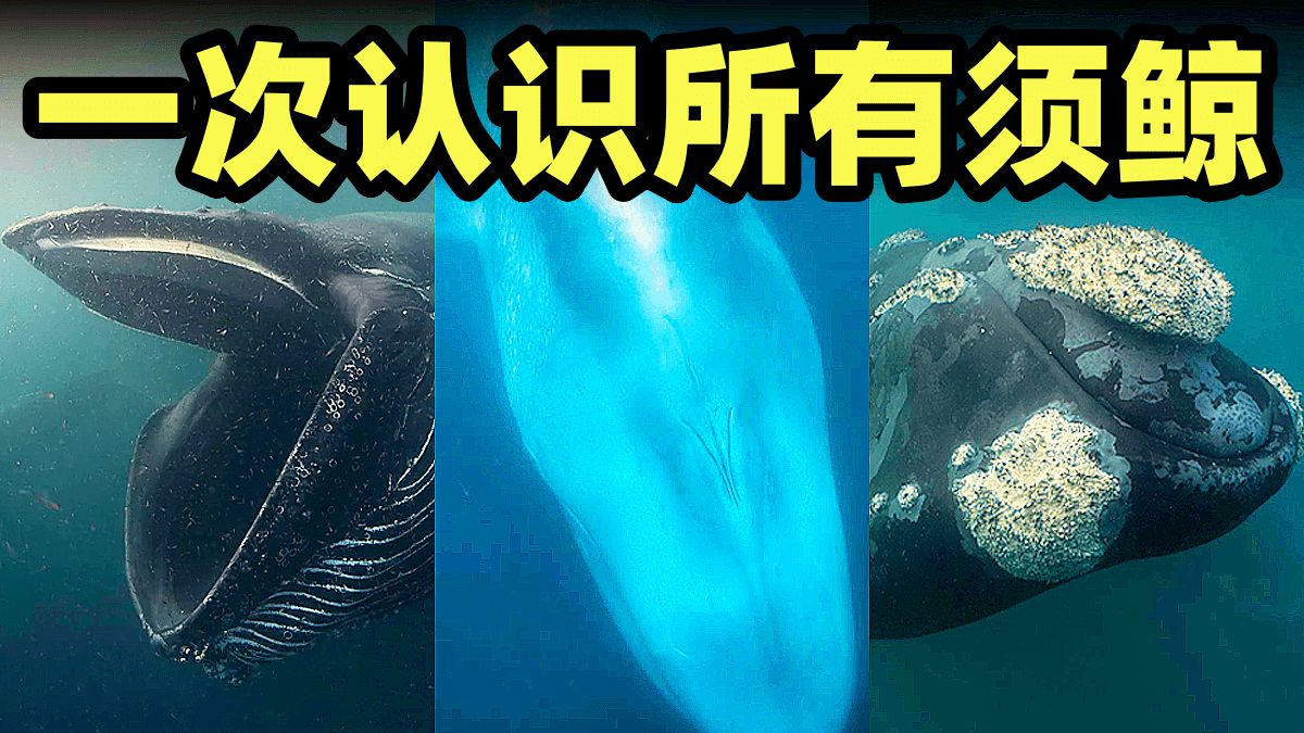 蓝鲸，座头鲸，露脊鲸，体型巨大壮观的须鲸大家族