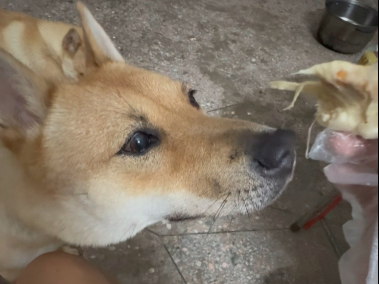 田园犬：主人你在吃奥利给吗