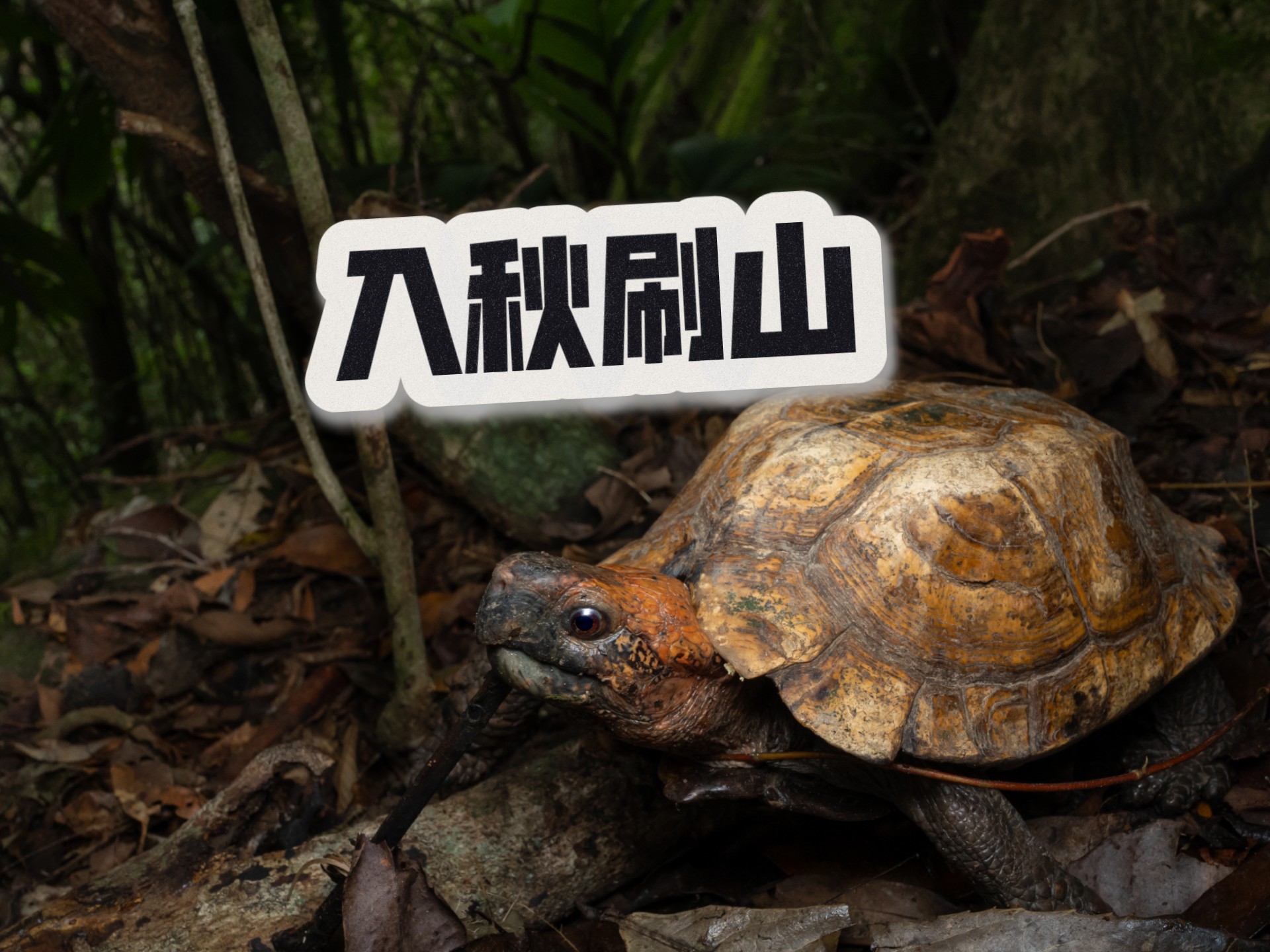 秋天的第一次刷山竟偶遇八角灵龟