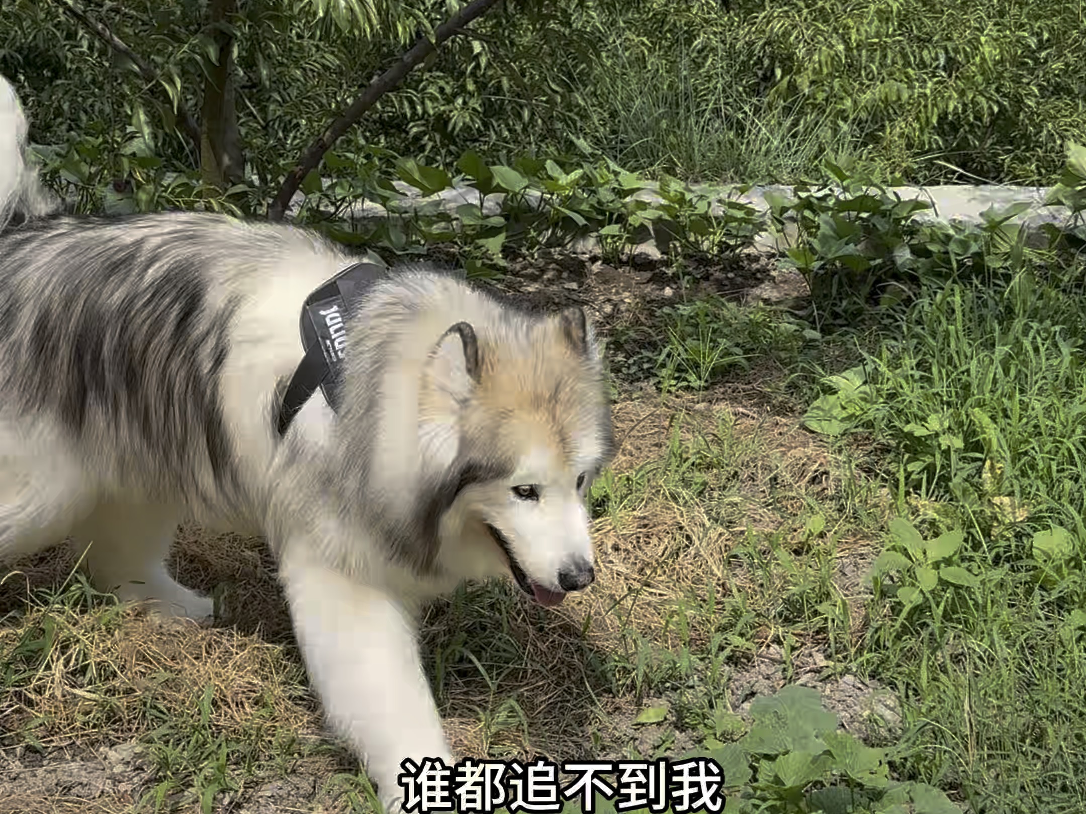 回村儿当自由小狗了