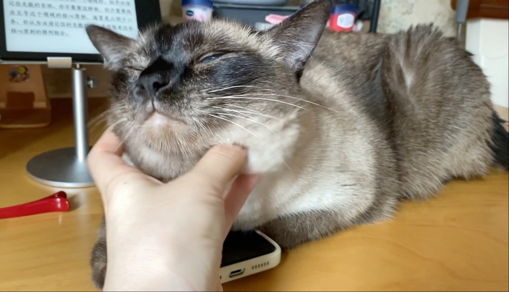 暹罗是高需求的狗猫，基本在我周围两米左右陪伴着