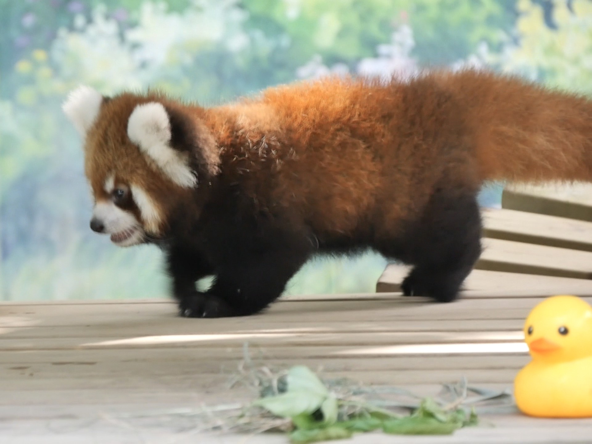 【小熊猫】88日龄的小贝果，腿长一只小鸭子