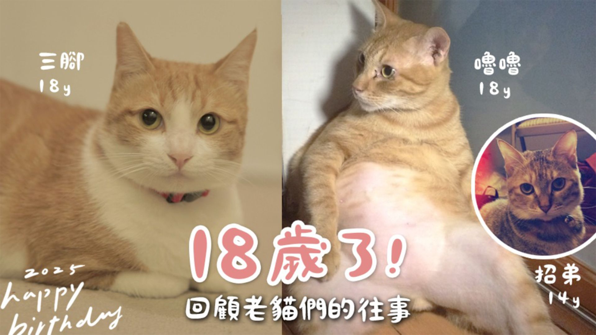 【黃阿瑪的日常】三腳嚕嚕18歲了！回顧老貓們的往事！