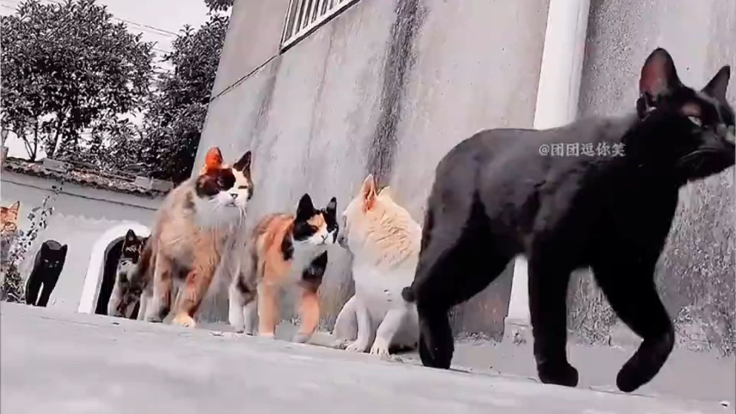 【那些脾气暴躁的社会猫，全员丧彪！！#！