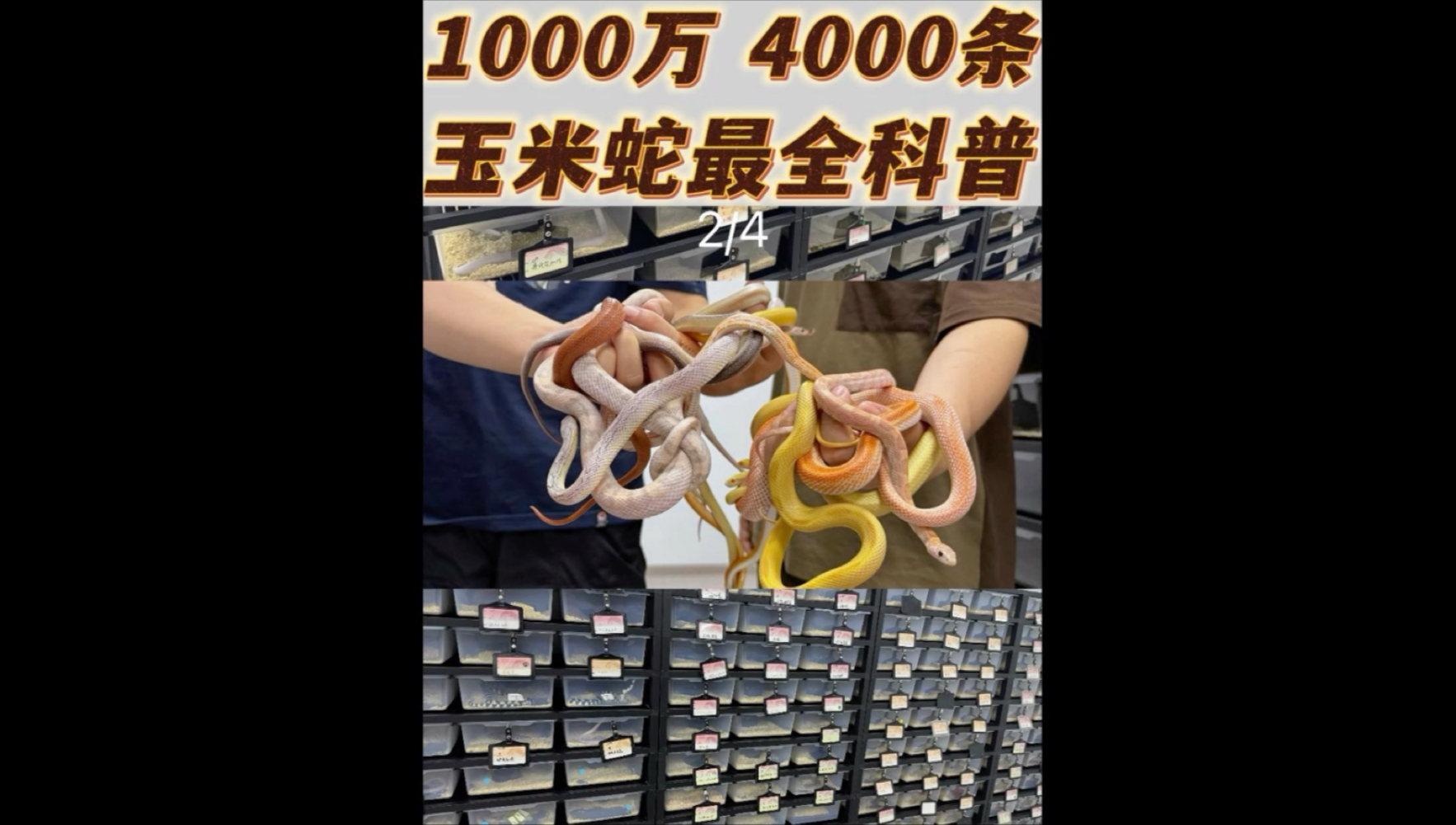 玉米蛇科普