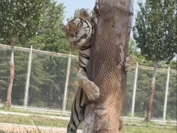 8.13大猫饲养员直播间「毛毛」cut