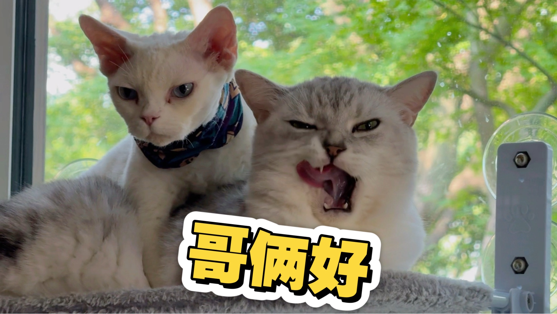 我家的每只小猫咪都好可爱！