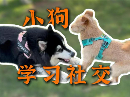 小田园和阿拉如何友好相处？