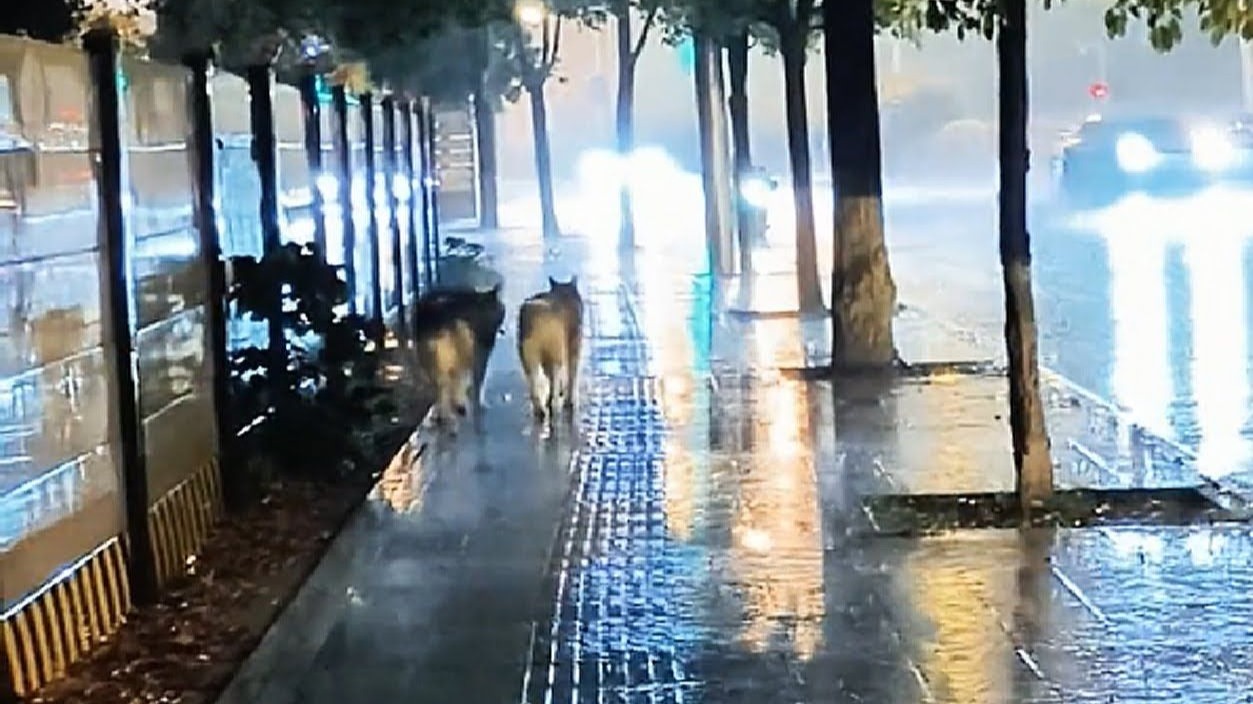 在暴雨中救下了两只迷路的阿拉斯加犬。找到它的主人后，他恳求