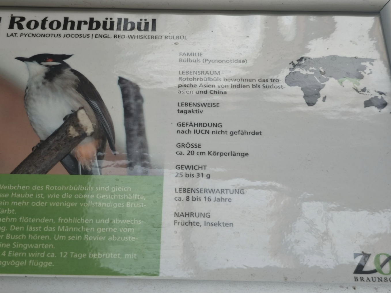 他乡遇故知：德国红耳鹎留子遇留子