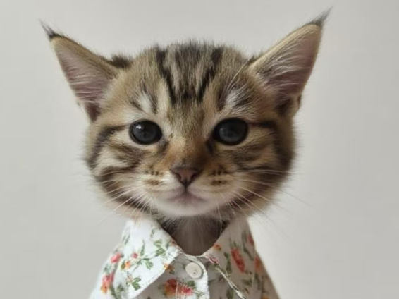 盘点一下猫德学院的赔钱玩意