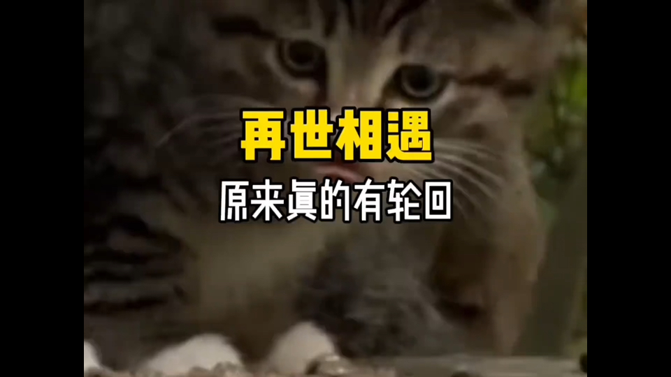 “我换了一身新衣服，你还记得我吗？”