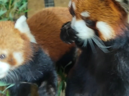 一猫一个最公平