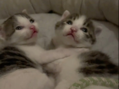 回村后我被流浪猫拉去陪产之我当上了30天的免费月嫂（二）