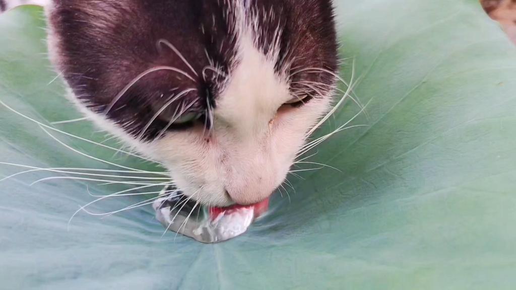 饮水基（今天还是对抗路喝水）