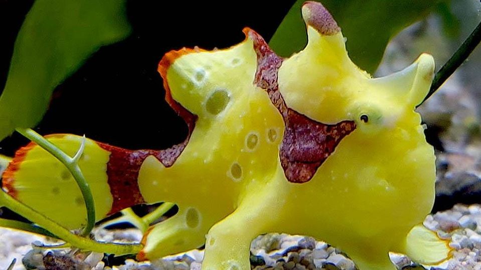 小小黄躄鱼当宠物