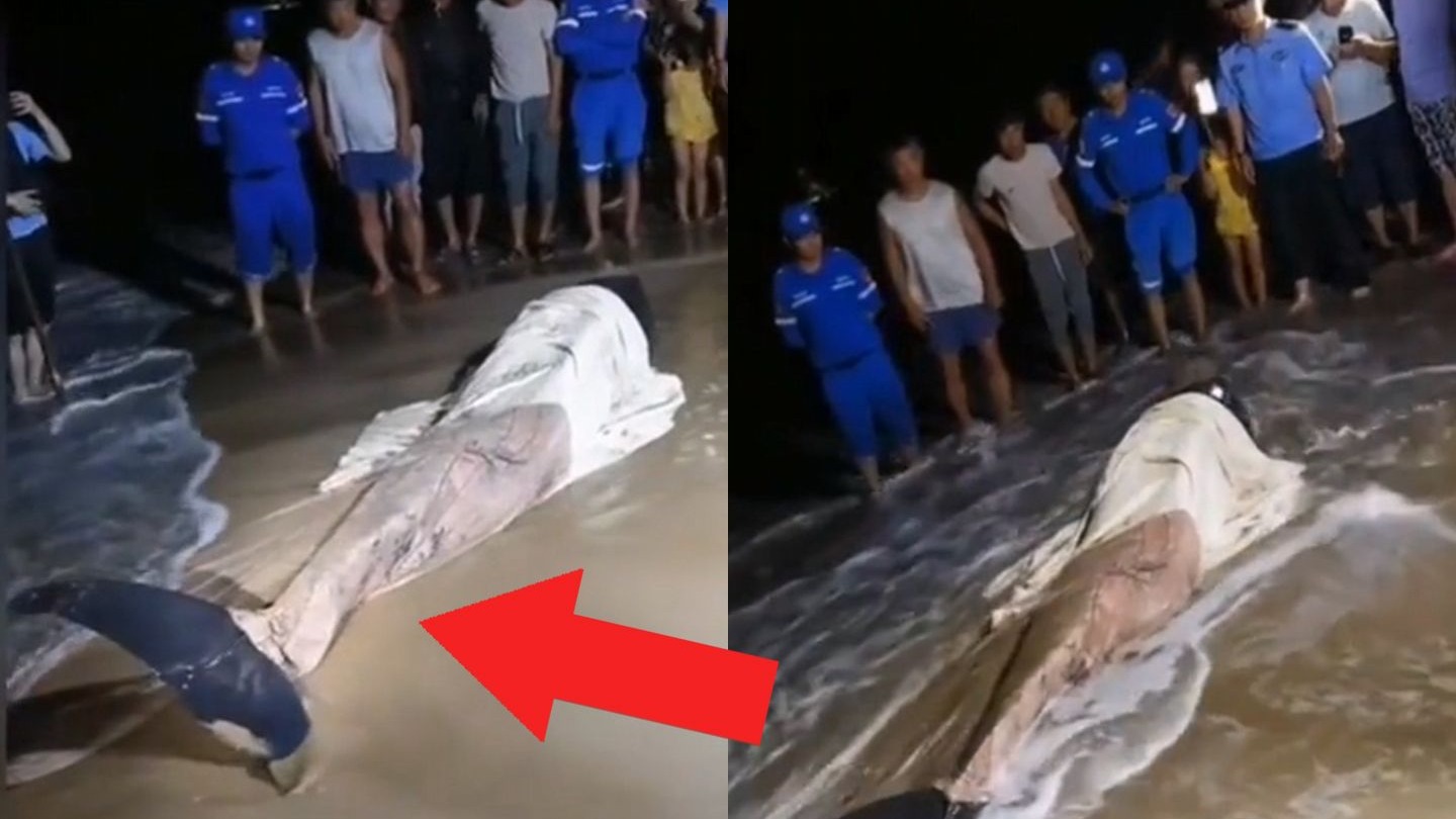 你不知道的海底真相！| 靈異、詭異、離奇的視頻片段！