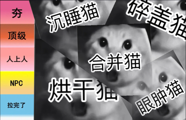爱猫圈噩耗排名3.0（这真是最后一期了）