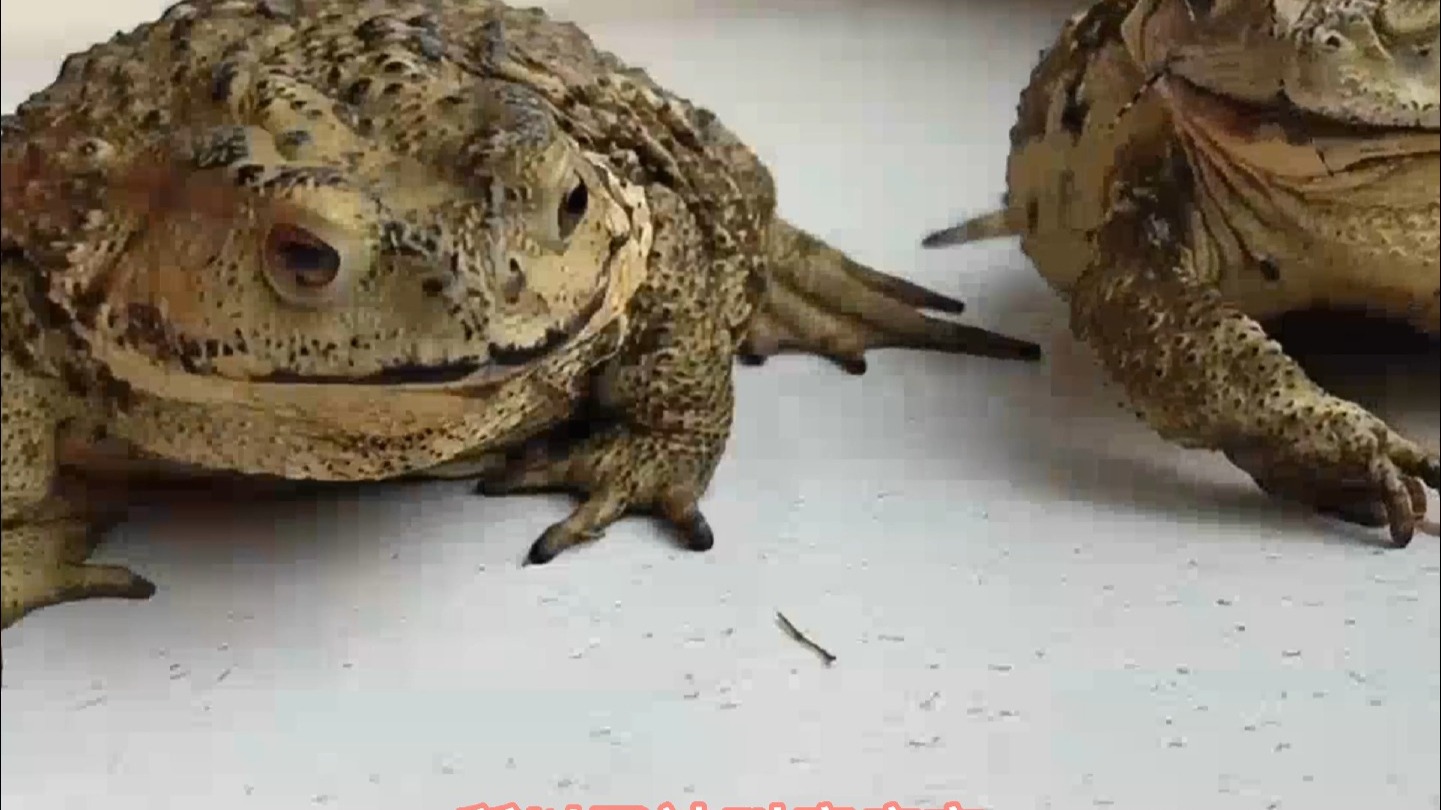 小小癞疙宝