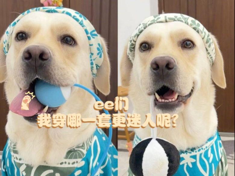 狗狗也有波西米亚风！ee们，我穿哪一套更迷人呢？