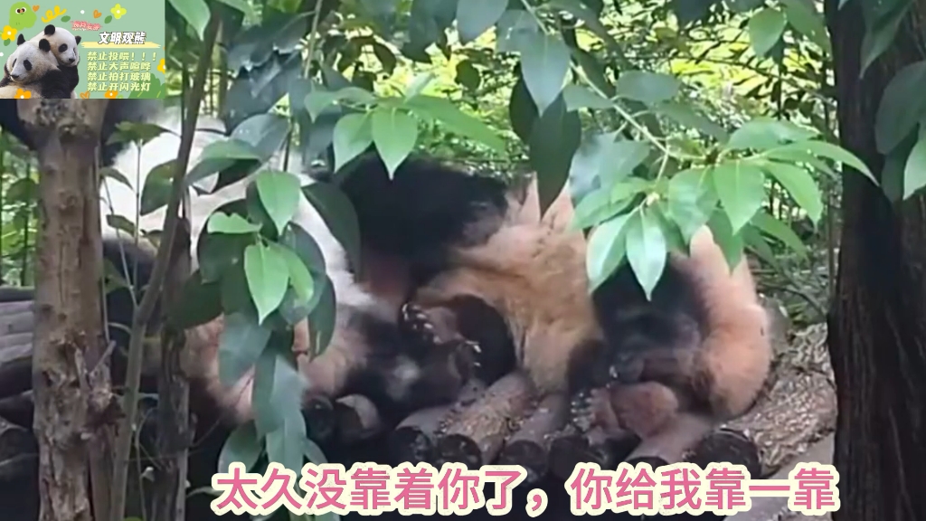 9.4花花今天难得的找睡觉的妹妹腻歪，真的好久没看见了，看着人