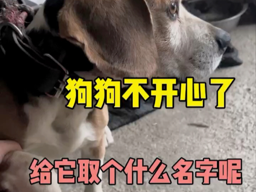 狗狗特别不开心，你们可以给他取个名字吗？她想拥有好多好多的粉