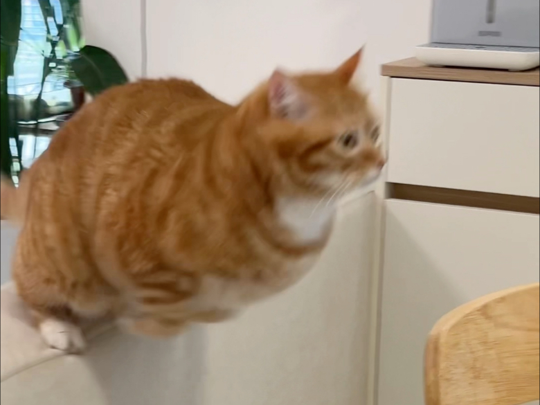 我的猫好像感统失调了
