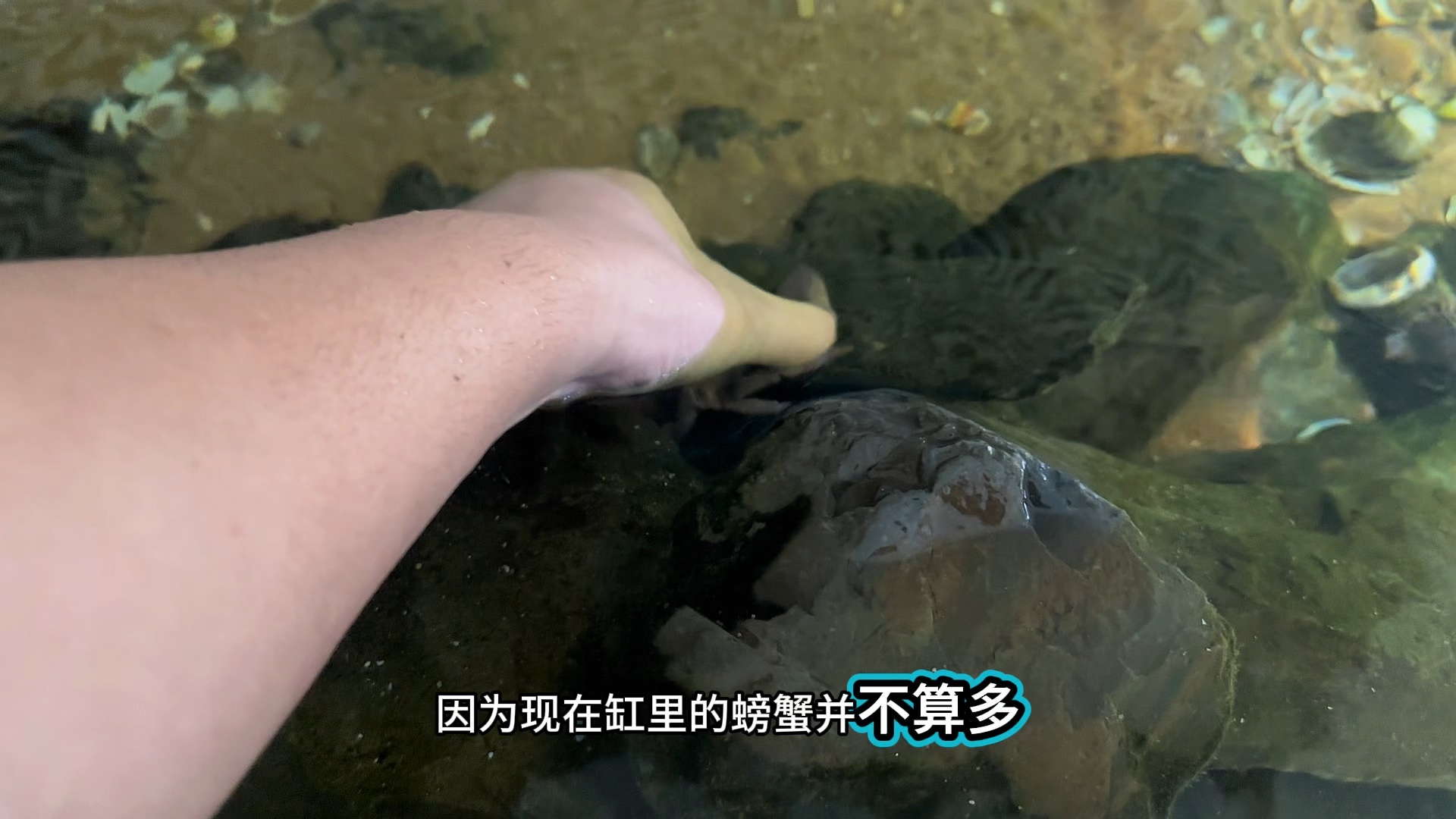 泥巴缸养青蟹第53、54天