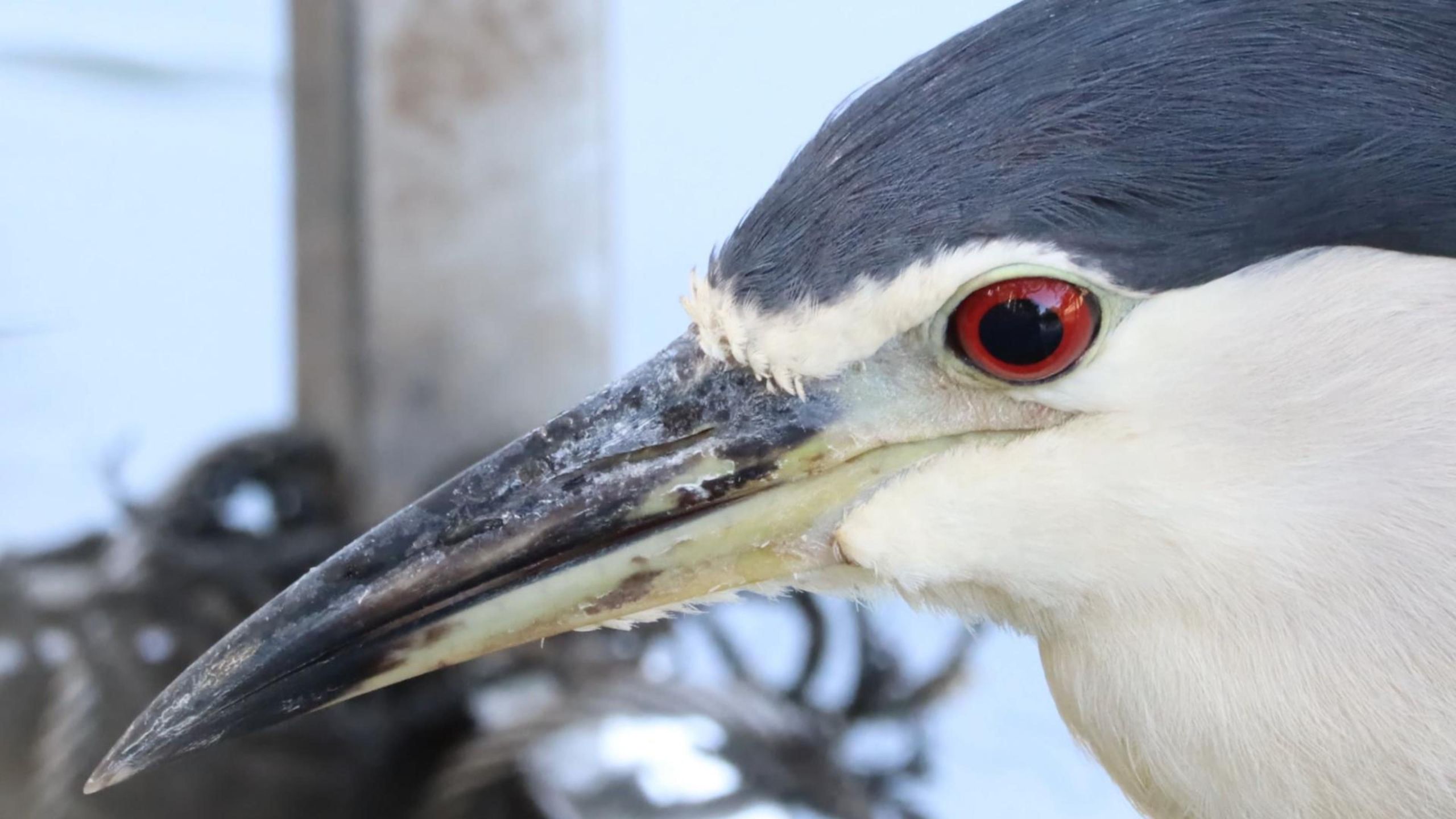 近距离狂舔夜师傅