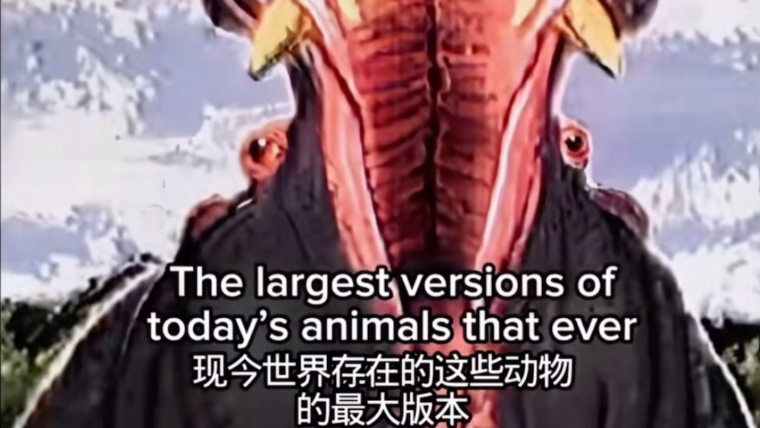 现今世界存在的这些动物的最大版本