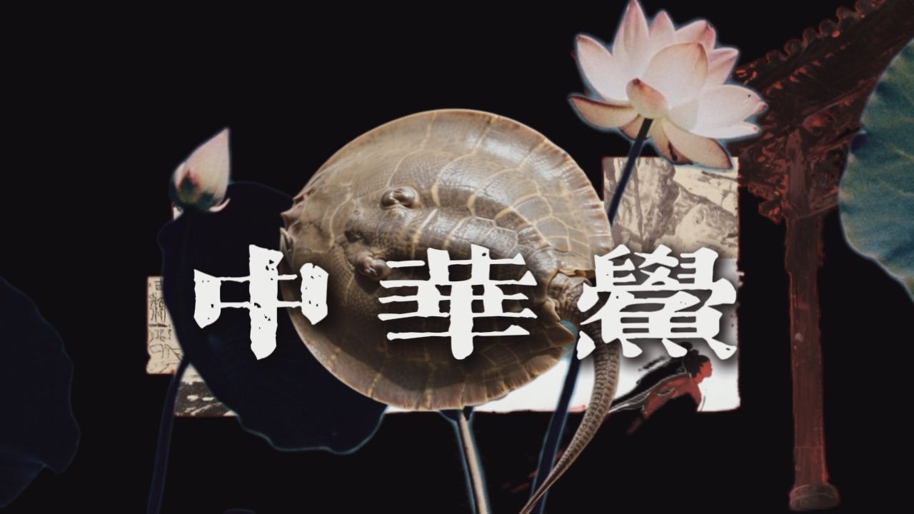 【oc素材积累】中华鲎—熬过几千年，只为救一个叫人类的物种